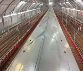 Allevamento di pollame prefabbricato per allevamento di polli prefabbricato in serra con struttura in acciaio per 10000 polli